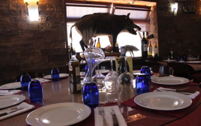 Carne de Jabalí, una de las especialidades de Caza Juan, tu restaurante en Sevilla